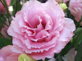 Цена за 10 шт
