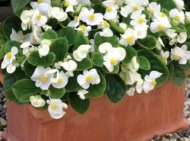 Цена за 20шт.
