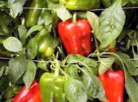 Минимальный заказ через сайт 5шт на сорт.
