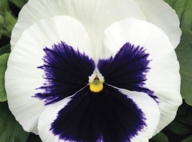 Минимальный заказ от 5шт на сорт
