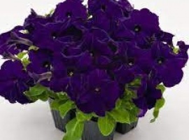 Цена за 20шт.
