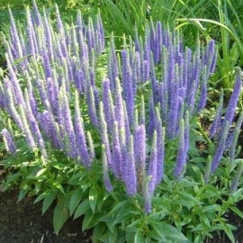 Вероника колосковая&nbsp;(Veronica spicata). Раскидистые кустики до 40 см высотой увенчаны густым...