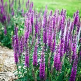 ВЕРОНИКА &lsquo;PURPLEICIOUS&rsquo; . Компактная и яркая вероника с очень высокой устойчивостью к...