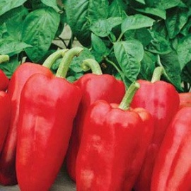 Заказ от 5 шт.
