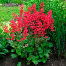 Кустик компактный, высотой 20 и диаметром 30 см.&nbsp; Листья ярко-зеленые, волнистые по краю, с ...