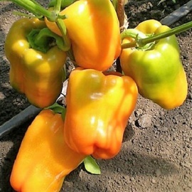 Заказ от 5 шт.
