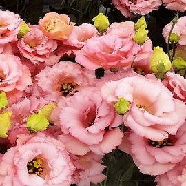 Заказ от 5 шт.
