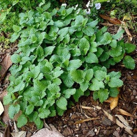 
Мята Лимонная (Lemon) – легкий цитрусовый оттенок, быстрорастущий сорт мяты высо...