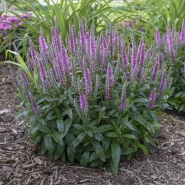 Вероника колосковая&nbsp;(Veronica spicata). Раскидистые кустики до 40 см высотой увенчаны густым...