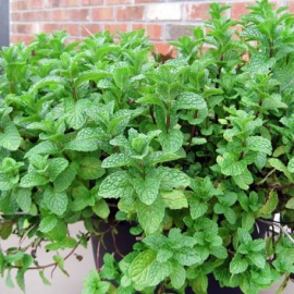 
Мята Марокко - эффектное многолетнее корневищное, почвопокровное растение. Средиземноморска...