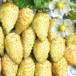 ОКС, минимальный заказ 10 шт
