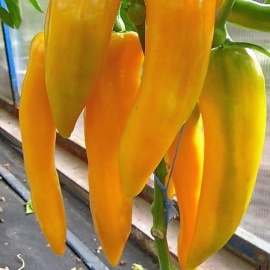 Заказ от 5 шт.
