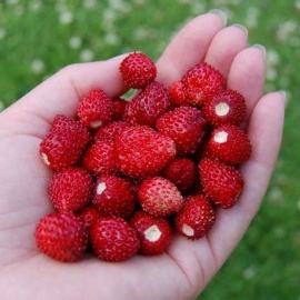 ОКС, минимальный заказ 10 шт
