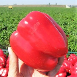 Минимальный заказ через сайт 5шт на сорт.
