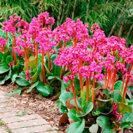 Саженец 2 года.
