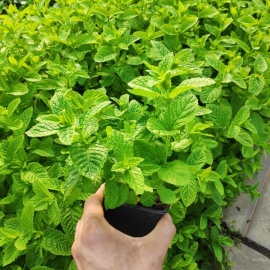 
Разновидность мяты перечной высотой 30-50 см. Отличается ярко выраженным ментоловым ароматом с о...