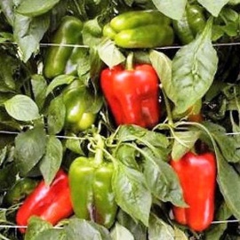 Минимальный заказ через сайт 5шт на сорт.
