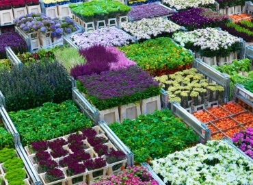 ВНИМАНИЕ! ИЗМЕНИЛИСЬ УСЛОВИЯ ЗАКАЗА!

На некоторые позиции растений указана только оптовая цена и минимальный квант з...