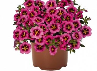 С 1 мая вы сможете приобрести наш посадочный материал на розничных точках.

Все растения с закрытой корневой системой...