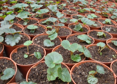 Уважаемые покупатели, принимаем заявки на приобретение рассады и многолетних декоративных растений с 1 февраля Сезон ...