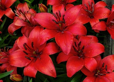 Экспозиция будет доступна до 4 августа. Основу выставки составят коллекции лилий новых сортов и редких коллекционных ...