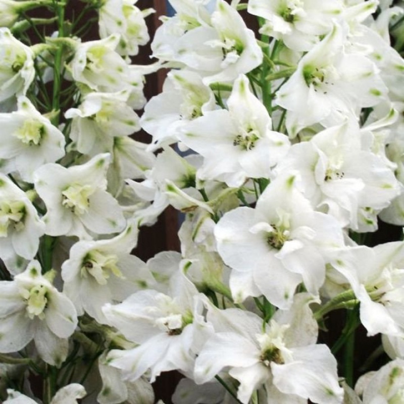 Дельфиниум (тихоокеанский) Magic Fountains Pure White