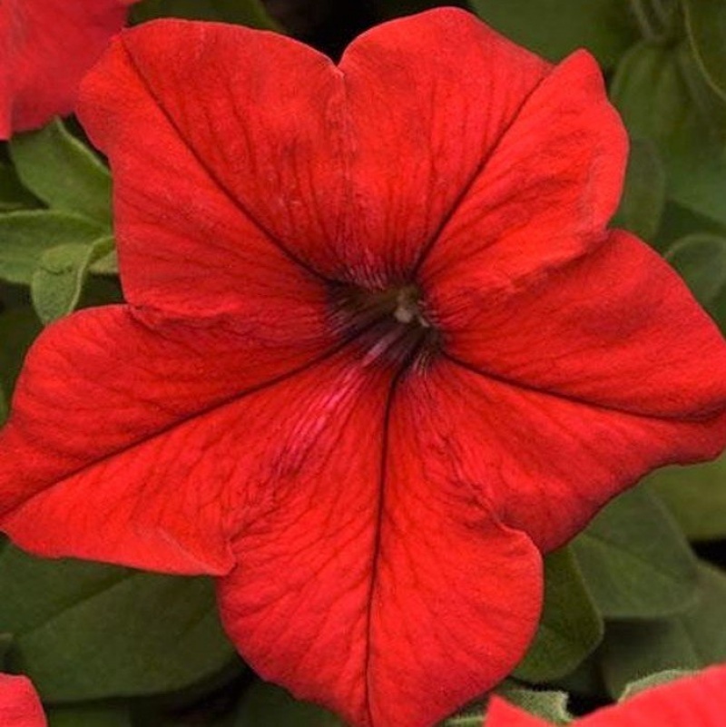Петуния крупноцветковая Supercascade red