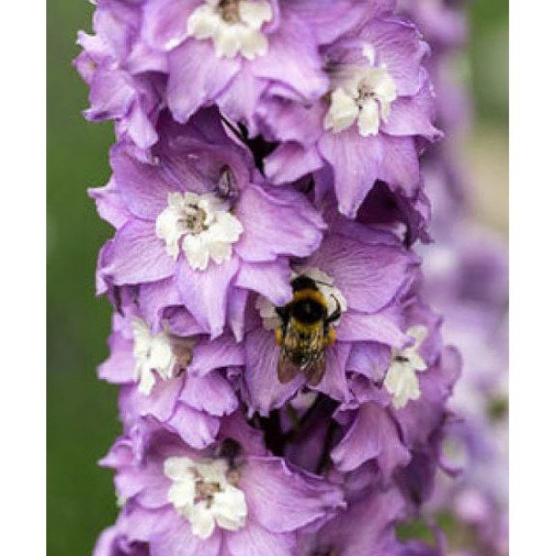 Дельфиниум (тихоокеанский) Мэджик Фонтэйнс Лавендер Вайт Би