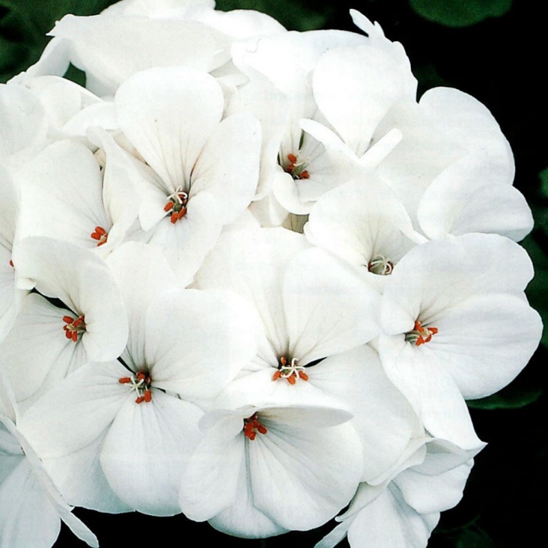 Пеларгония зональная Apache White