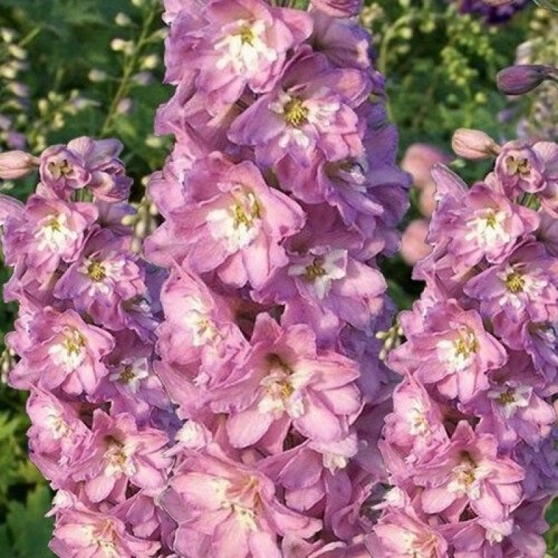 Дельфиниум (тихоокеанский) Мэджик Фонтейн Черри Блоссом Вайт