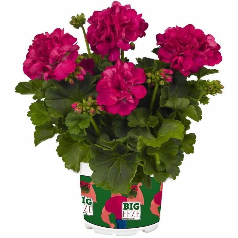 Пеларгония межвидовая Big Fuchsia blue