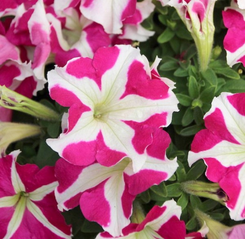 Петуния крупноцветковая Success HD Rose Star