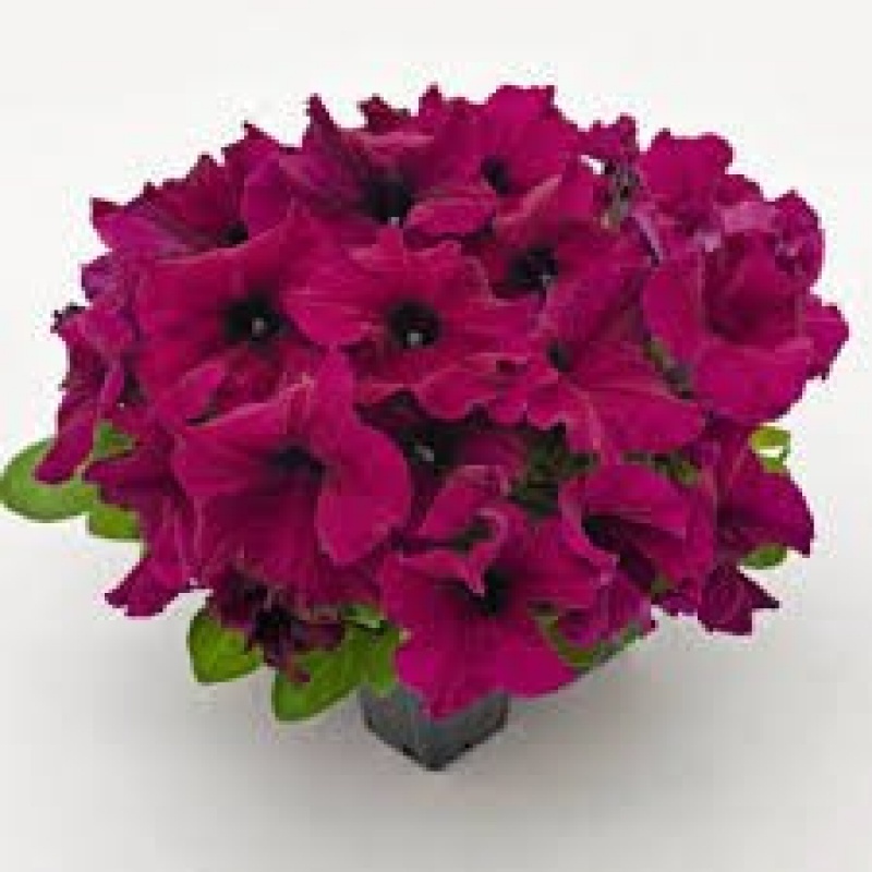 Петуния крупноцветковая Саксесс Burgundy