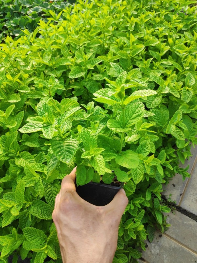 Мята колосистая Abura