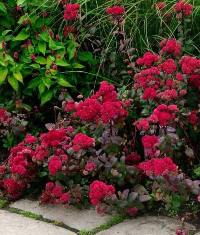 Очиток (седум) Red Cauli