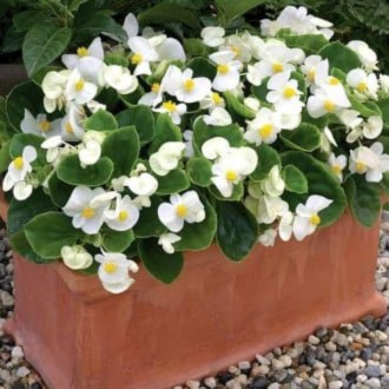 Бегония вечноцветущая Бада Бум Вайт