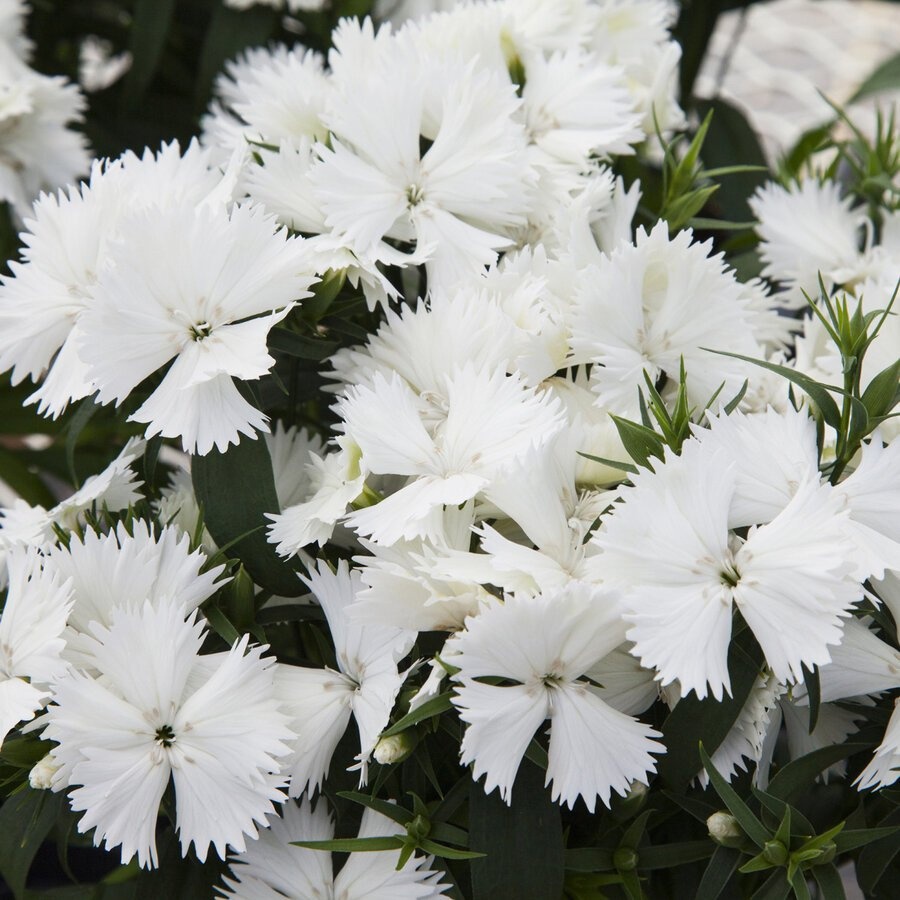 Гвоздика диана вайт фото и описание